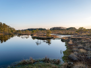 Swamp overgrown with trees and reeds, swamp lake at sunset, swamp vegetation in the foreground