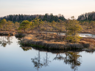Nice landscape with evening and sunset over the bog lake, crystal clear lake and peat island in the...