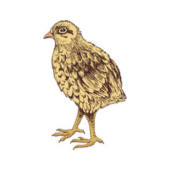 Hand drawn baby quail