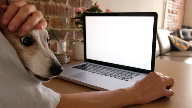 Anonymous woman with cute dog sitting and table and working on remote project on laptop with blank screen at home