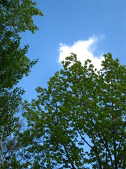 Green trees and the blue sky