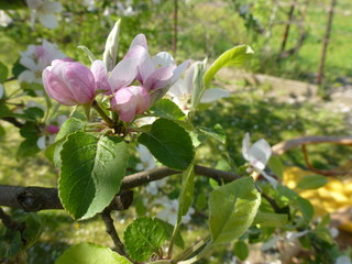 Spring flowers on an apple  tree
