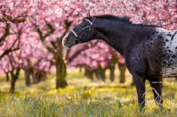 Stunning horse spotted stallion in blossoming trees on spring season.