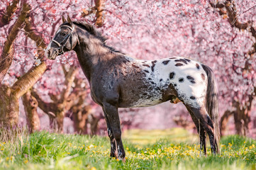 Stunning horse spotted stallion in blossoming trees on spring season.