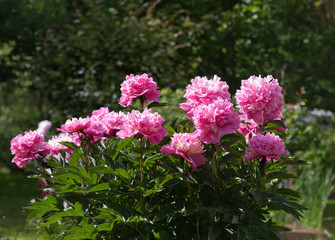 Shrub pink peonies in the garden