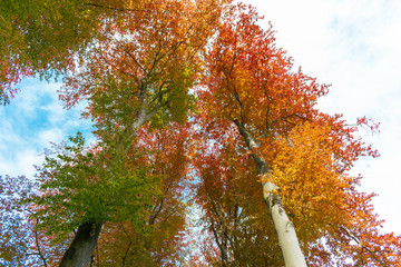 Spring trees in the park.