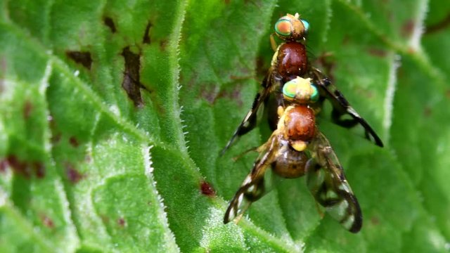 CloseUp movie of Celery Fly - Pair in copulation on a leaf.