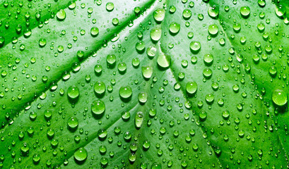 green leaf of a plant with dew drops close up