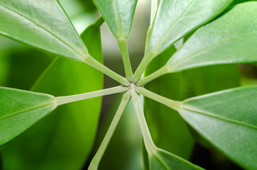 green leaves of a tropical plant close up