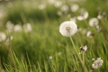 
dandelion pustule on the green meadow in sunshine