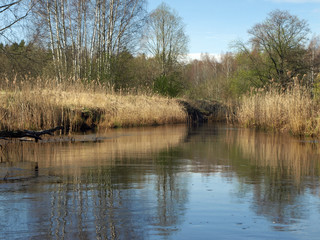 landscape with a small wild river bank, the first spring greenery, last year's reeds, tree...