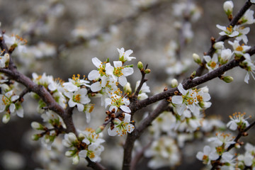 Blooming blackthorn flowers on the branches look like a snow-white cover.