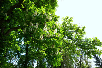 Kwitnące kasztanowce  (Castanea Mill. )  w pierwszych dniach maja
kasztan