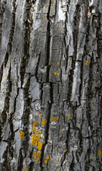 Tree bark surface. Old walnut trunk texture for backgrounds.