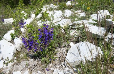 Szałwia lekarska (Salvia officinalis L.) jedna z najstarszych roślin leczniczych © JDziedzic
