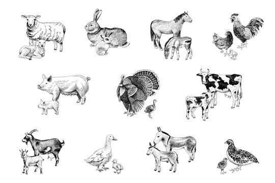 Large set of farm animals with their babies