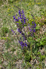 Szałwia lekarska (Salvia officinalis L.) jedna z najstarszych roślin leczniczych