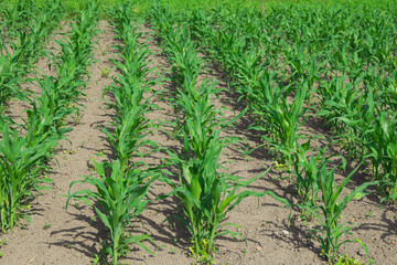 Fototapeta na wymiar The stalks of young corn grow in the field.