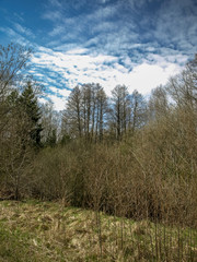 landscape with trees that have shown the first leaves