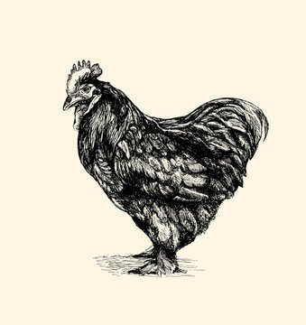 rooster, cock cockerel vintage illustration, line art