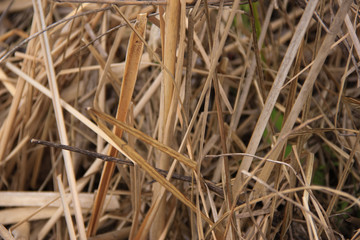 dry grass background
