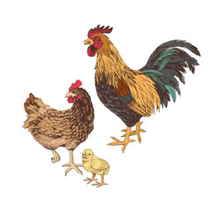 Hand drawn rooster, hen and chicken.