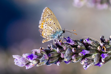 beautiful butterfly resting on lavender plant colorful