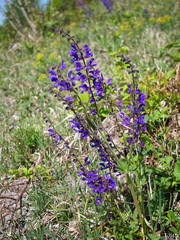 Szałwia lekarska (Salvia officinalis L.) jedna z najstarszych roślin leczniczych
