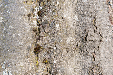 bark of tree as background with copy space