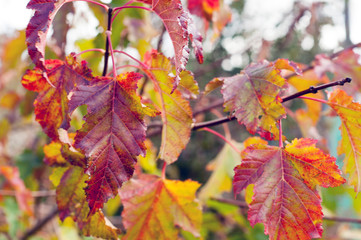 Colorful autumn leaves, on a tree branch, closeup. Autumn concept.