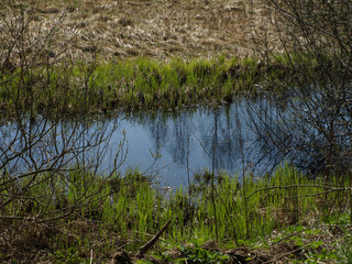 the bank of a small wild river, the first spring greenery, reflections in the river water