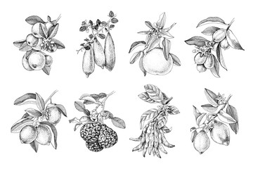Hand drawn citrus fruits branches - obrazy, fototapety, plakaty