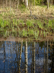 the first green plants in spring, bright green contrast with gray