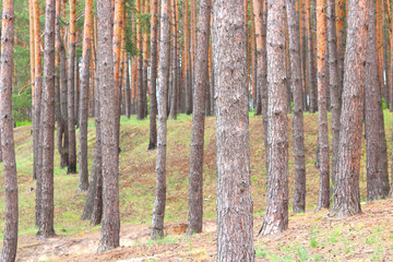 Beautiful brown pine trees in pine forest among other pines