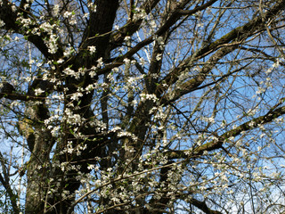 white spring flowers on a blurred background