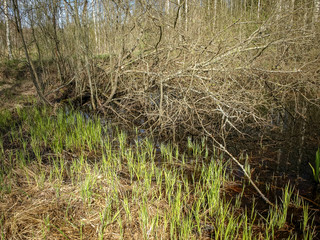 the first green plants in spring, bright green contrast with gray