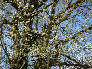 white spring flowers on a blurred background