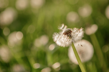 
dandelion pustule on the green meadow in sunshine