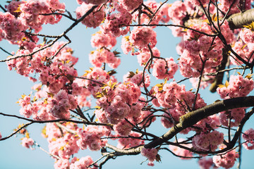 Sakura flowers in bloom. Cherry tree in spring