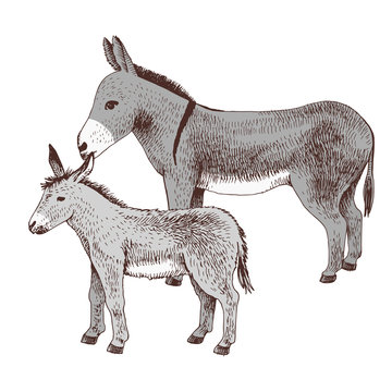 Hand drawn donkey and foal. Farm animal familie