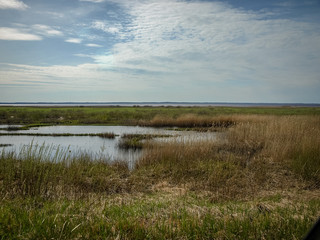 bright landscape with lake shore, flooded lake meadows, first spring greenery, wallpaper