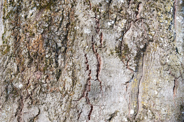 bark of tree as background with copy space