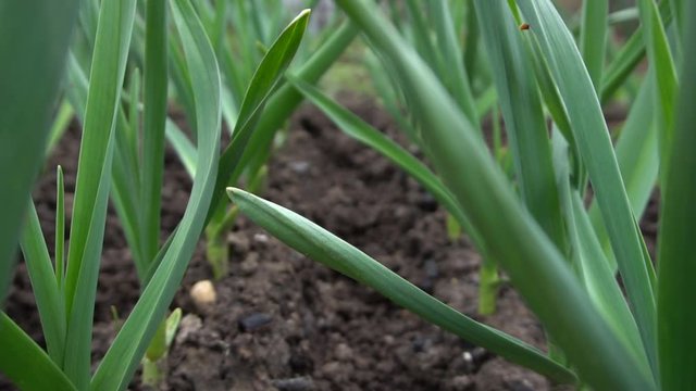 Young sprouts of garlic on a bed close-up.