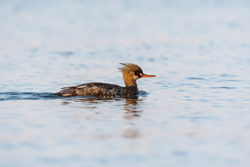 ウミアイサ雌(Red-breasted Merganser)