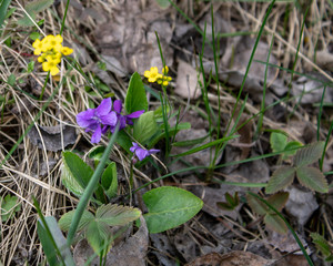 Violet violets on a spring day among last year's grass.