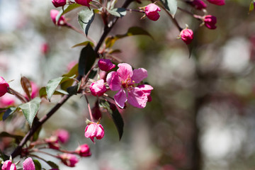 Fototapeta na wymiar Flowering apple tree. Pink flowers and buds in the spring