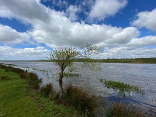 tree on the shore of lake