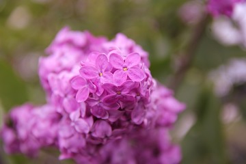 purple lilac flowers
