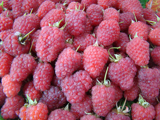 Raspberry berries with stalks for background. Red and green color. Concept of summer harvest, vitamin diet.