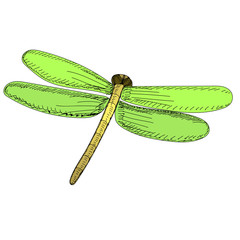 vector, isolated, dragonfly, insect on a white background